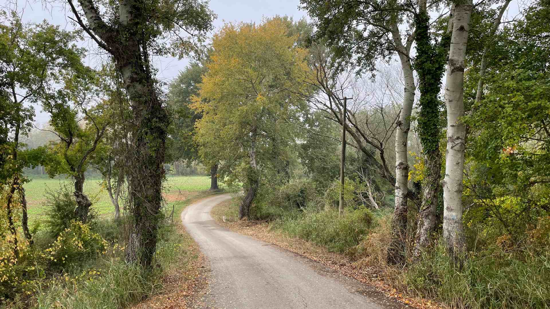Strada di campagna vicino al frantoio Tenacia di Attigliano