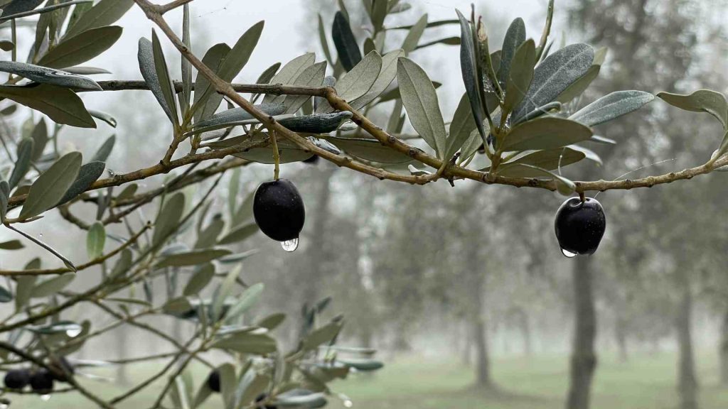 Pianta di olive sui Poggi di Attigliano percorso della passeggiata tra ulivi e olio nuovo
