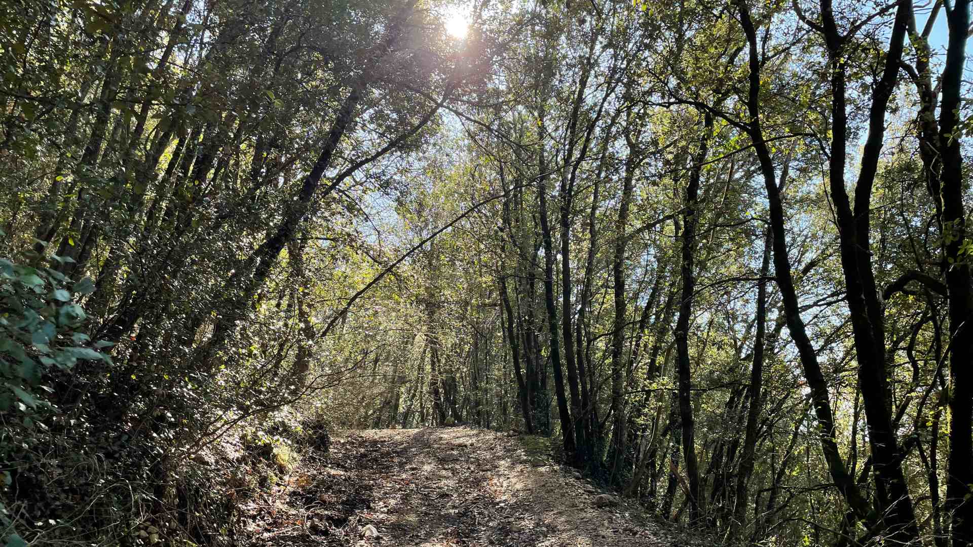 Sentiero nei boschi ad Acquasparta